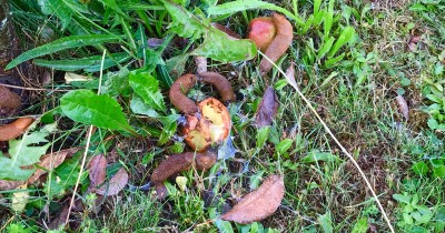 endlichbauen.at - Nacktschnecke